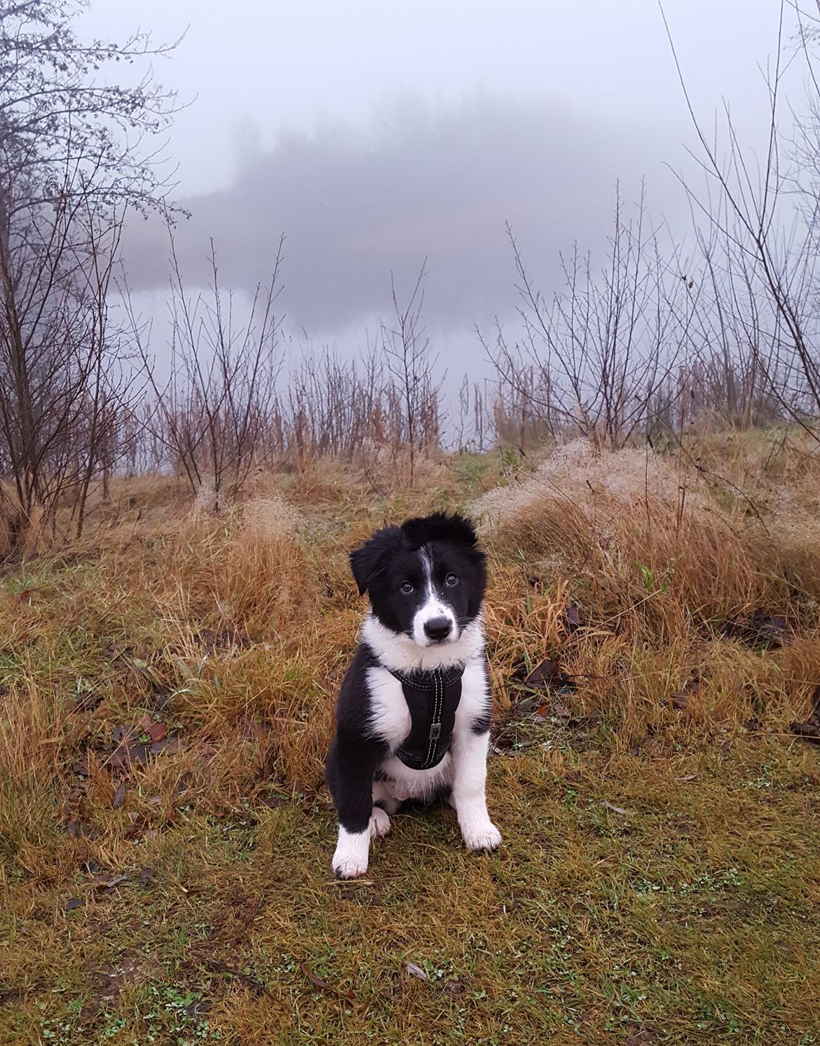 Border collie Molly billede 7