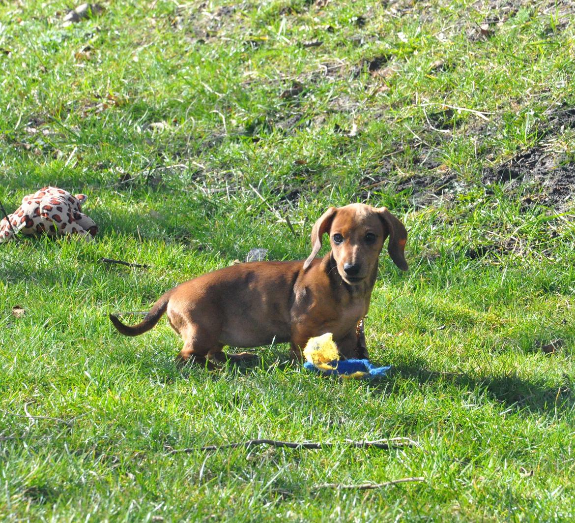 Dværggravhund Adeltands Jingle Bell Rock - 10.03.2017 - forårsfornemmelser <3 billede 27