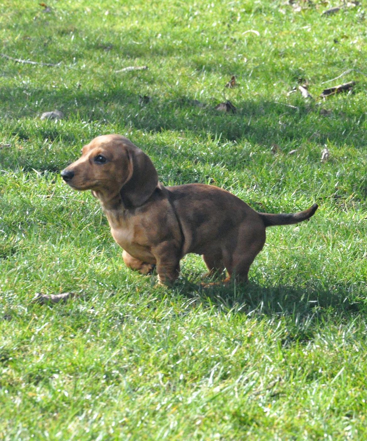 Dværggravhund Adeltands Jingle Bell Rock - 10.03.2017 - forårsfornemmelser <3 billede 28