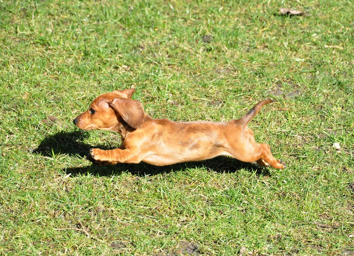 Dværggravhund Adeltands Jingle Bell Rock - 10.03.2017 - forårsfornemmelser <3 billede 30