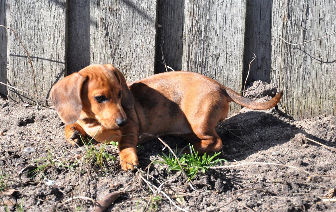 Dværggravhund Adeltands Jingle Bell Rock - 10.03.2017 - forårsfornemmelser <3 billede 31