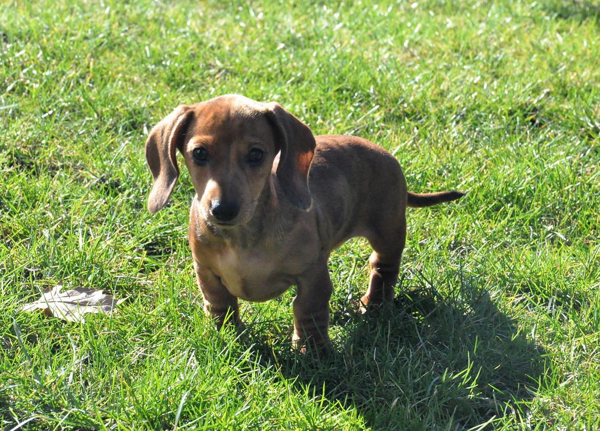 Dværggravhund Adeltands Jingle Bell Rock - 10.03.2017 - forårsfornemmelser <3 billede 29