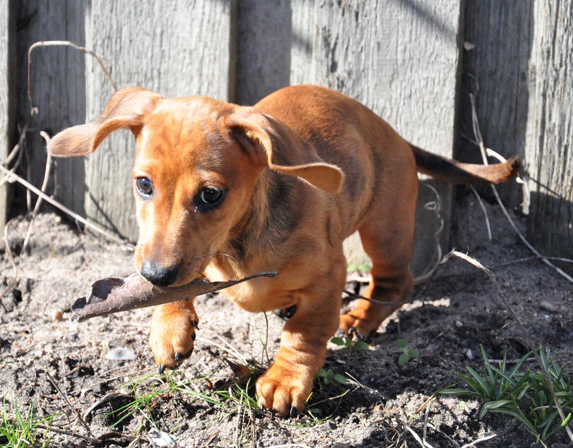 Dværggravhund Adeltands Jingle Bell Rock - 10.03.2017 - forårsfornemmelser <3 billede 32