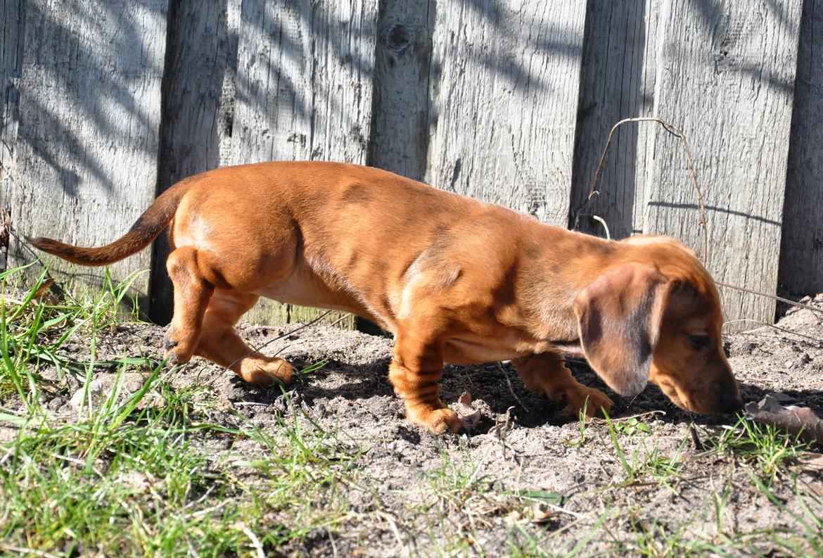 Dværggravhund Adeltands Jingle Bell Rock - 10.03.2017 - forårsfornemmelser <3 billede 33