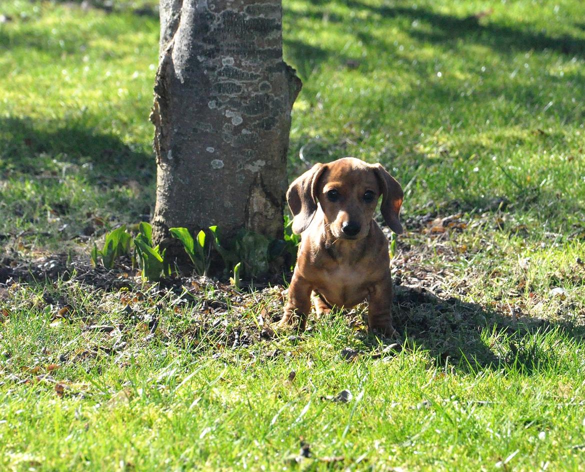 Dværggravhund Adeltands Jingle Bell Rock - 10.03.2017 - forårsfornemmelser <3 billede 34