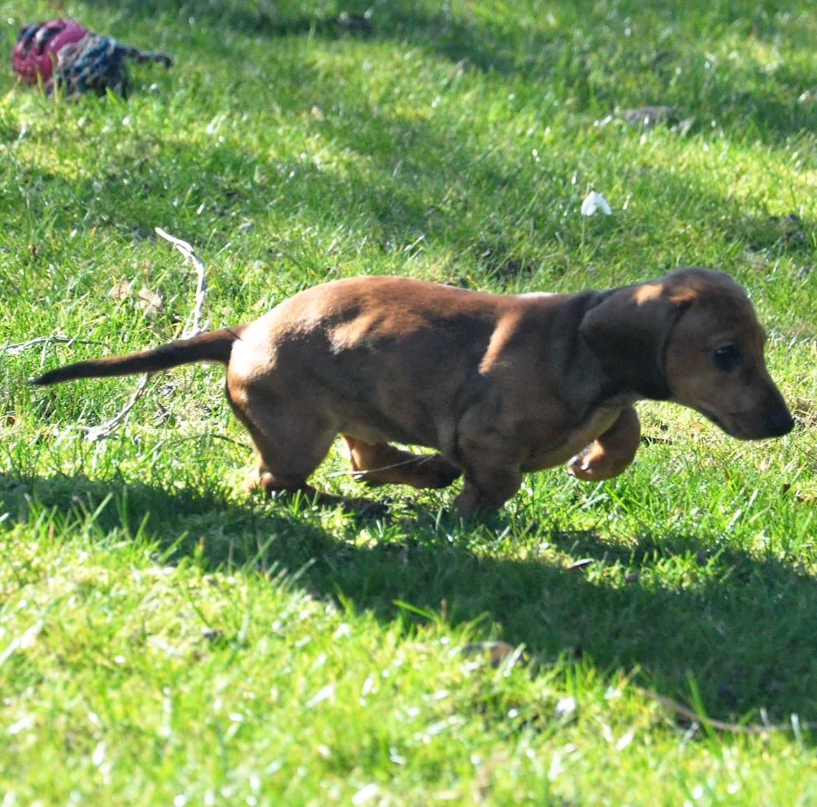 Dværggravhund Adeltands Jingle Bell Rock - 10.03.2017 - forårsfornemmelser <3 billede 35