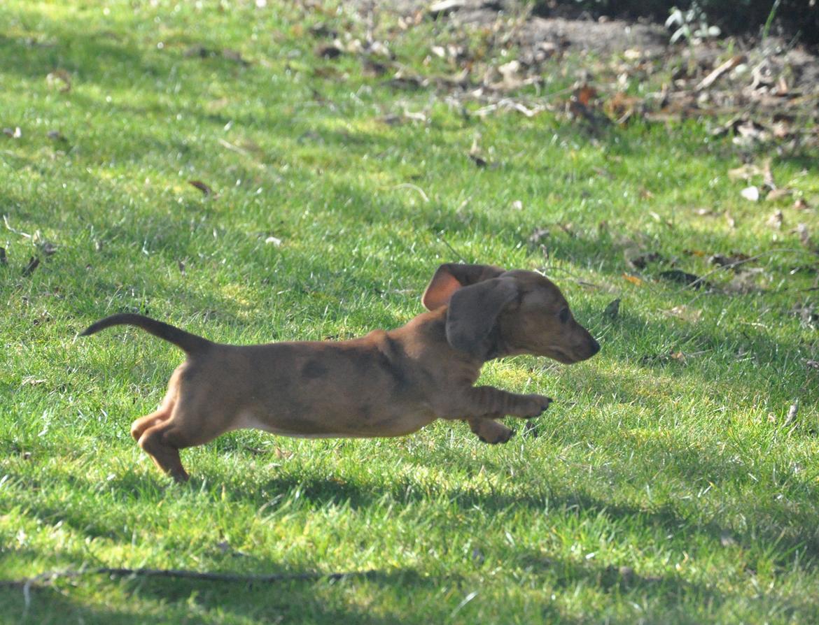 Dværggravhund Adeltands Jingle Bell Rock - 10.03.2017 - forårsfornemmelser <3 billede 36