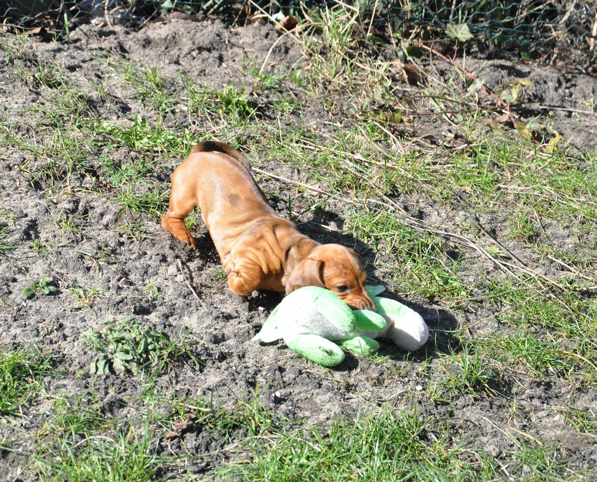 Dværggravhund Adeltands Jingle Bell Rock - 10.03.2017 - forårsfornemmelser <3 billede 37