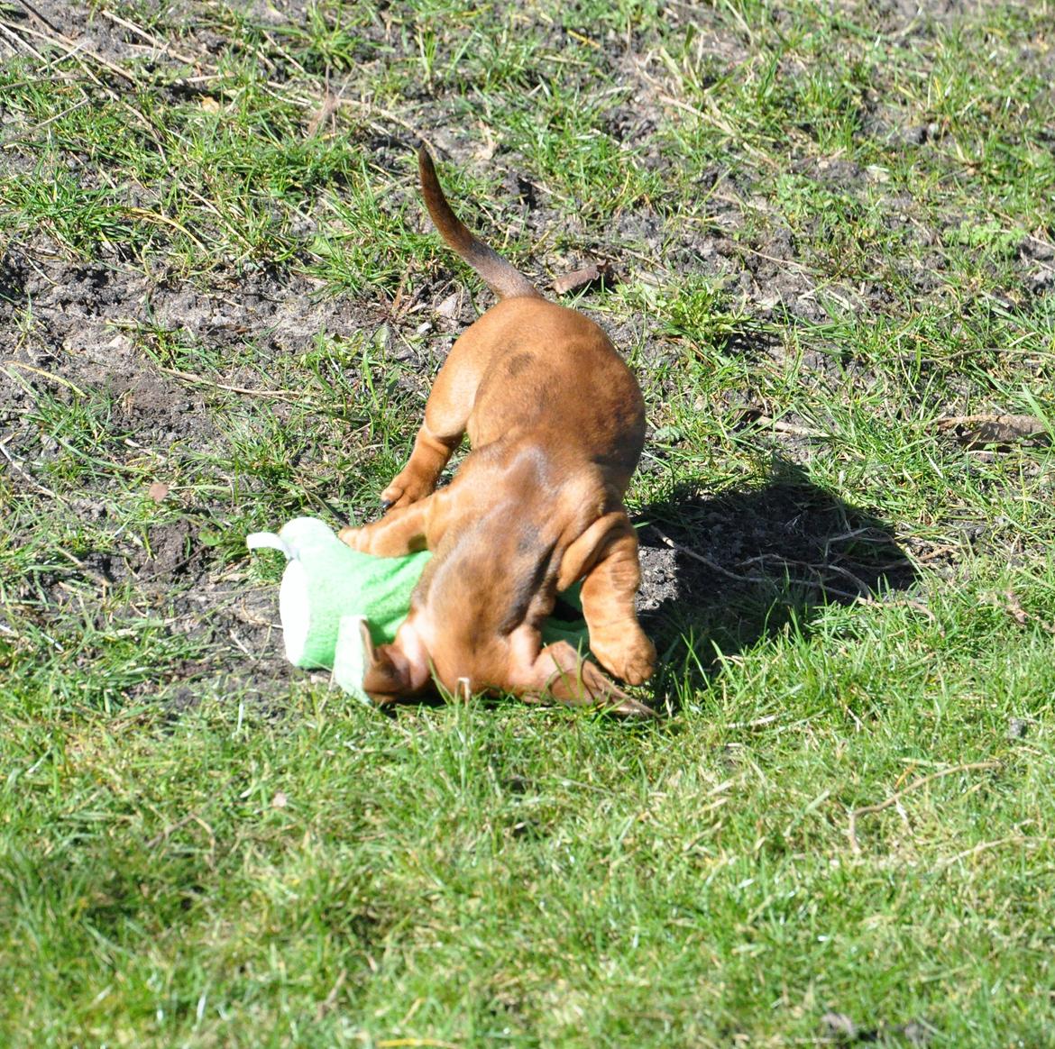 Dværggravhund Adeltands Jingle Bell Rock - 10.03.2017 - forårsfornemmelser <3 billede 38