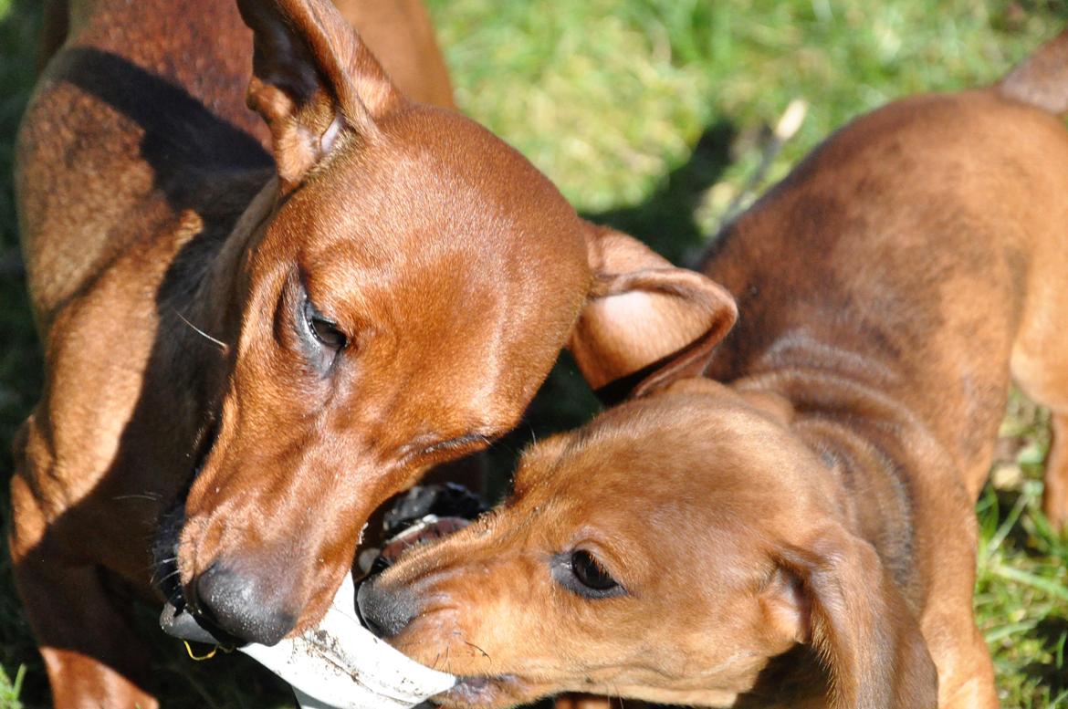 Dværggravhund Adeltands Jingle Bell Rock - 10.03.2017 - storesøster Sui og Conny leger <3 billede 39