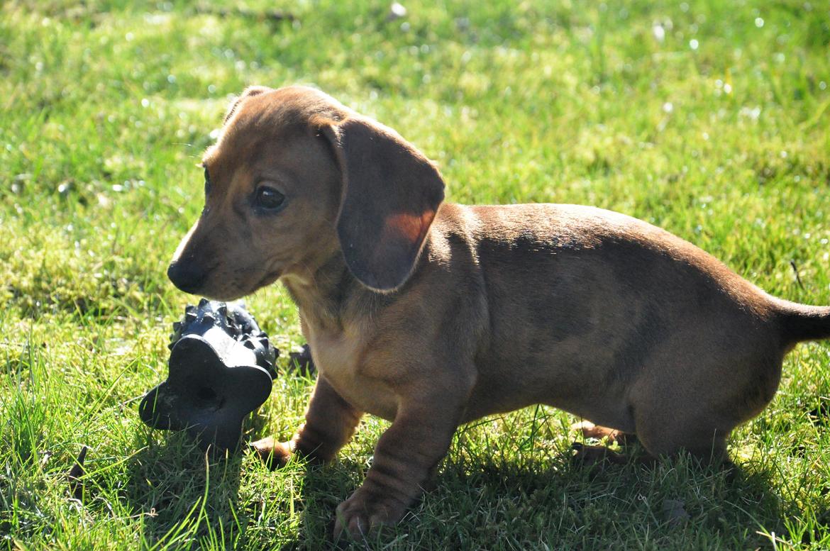 Dværggravhund Adeltands Jingle Bell Rock - 10.03.2017 - forårsfornemmelser <3 billede 40