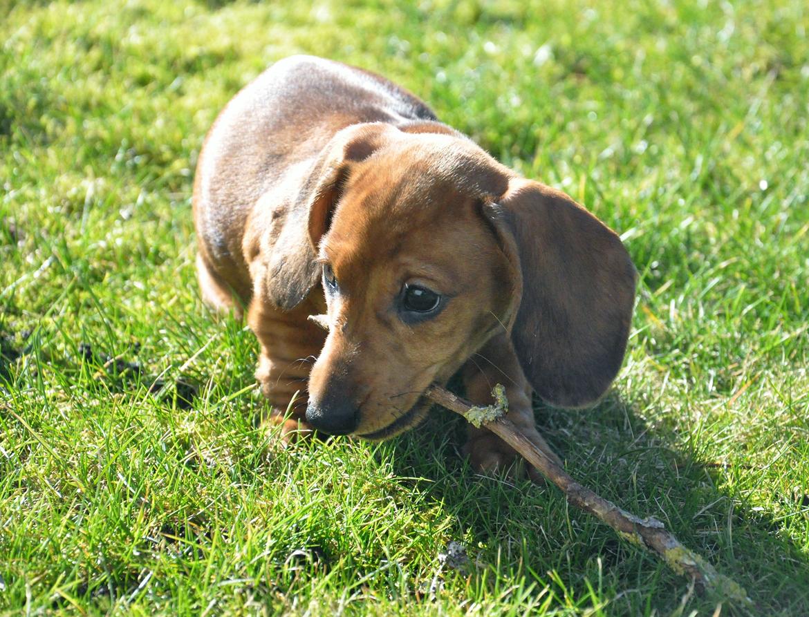 Dværggravhund Adeltands Jingle Bell Rock - 10.03.2017 - forårsfornemmelser <3 billede 42