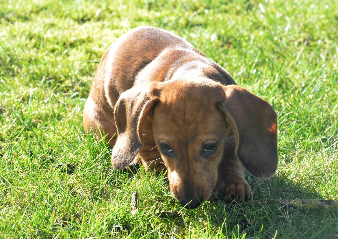 Dværggravhund Adeltands Jingle Bell Rock - 10.03.2017 - forårsfornemmelser <3 billede 43