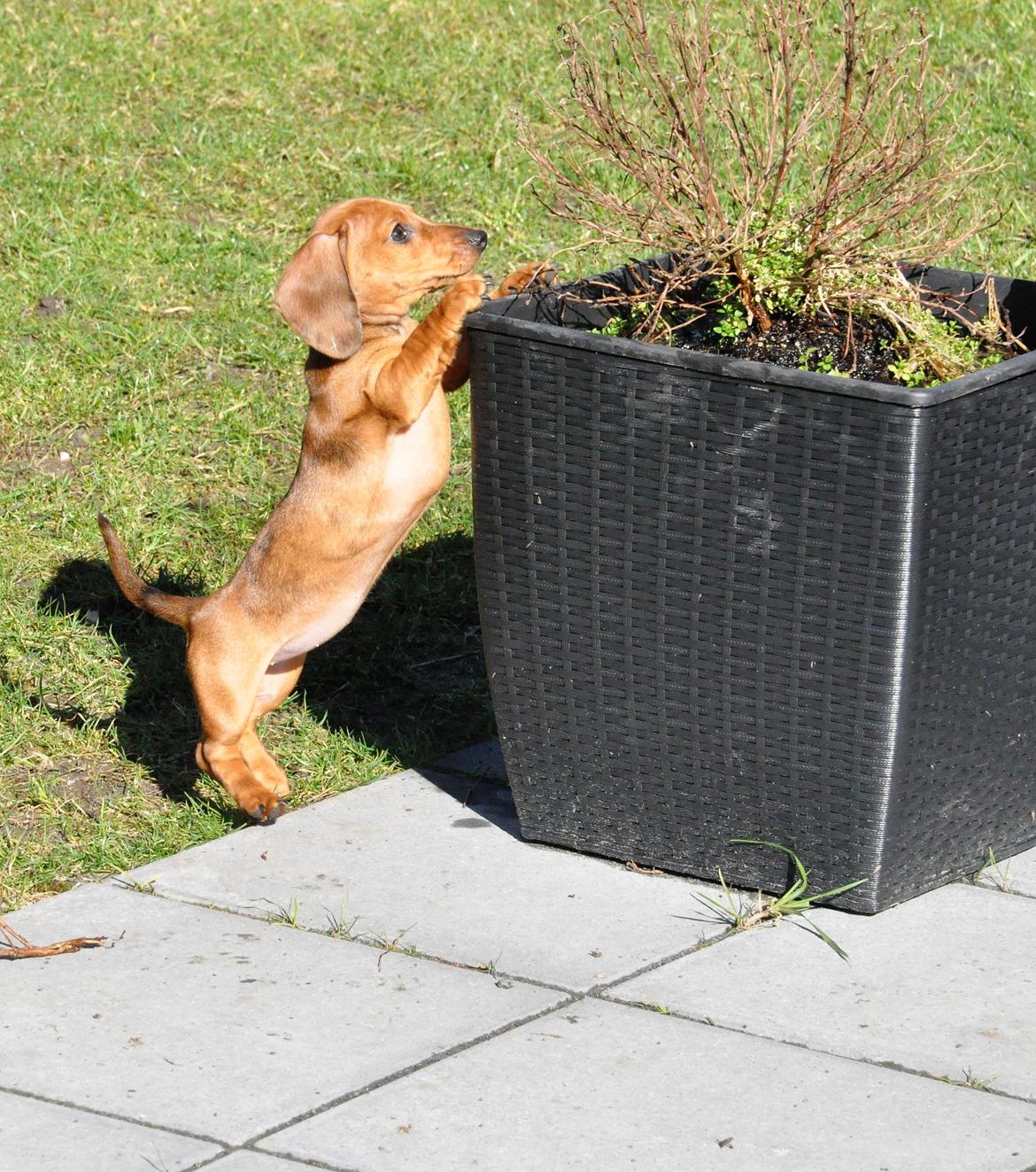 Dværggravhund Adeltands Jingle Bell Rock - 10.03.2017 - forårsfornemmelser <3 billede 44