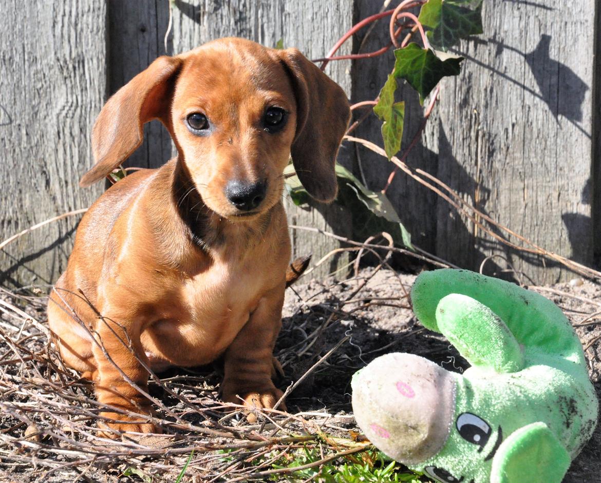 Dværggravhund Adeltands Jingle Bell Rock - 10.03.2017 - forårsfornemmelser <3 billede 47