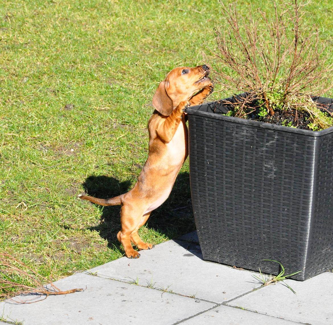 Dværggravhund Adeltands Jingle Bell Rock - 10.03.2017 - forårsfornemmelser <3 billede 45