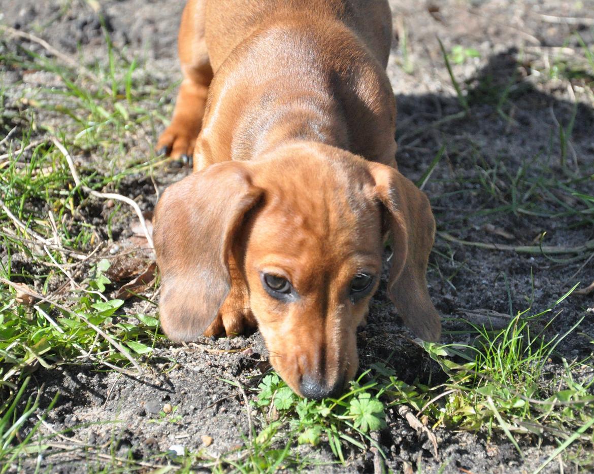 Dværggravhund Adeltands Jingle Bell Rock - 10.03.2017 - forårsfornemmelser <3 billede 46