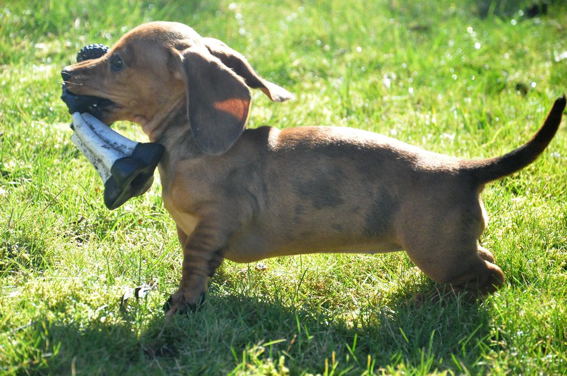 Dværggravhund Adeltands Jingle Bell Rock - 10.03.2017 - forårsfornemmelser <3 billede 41