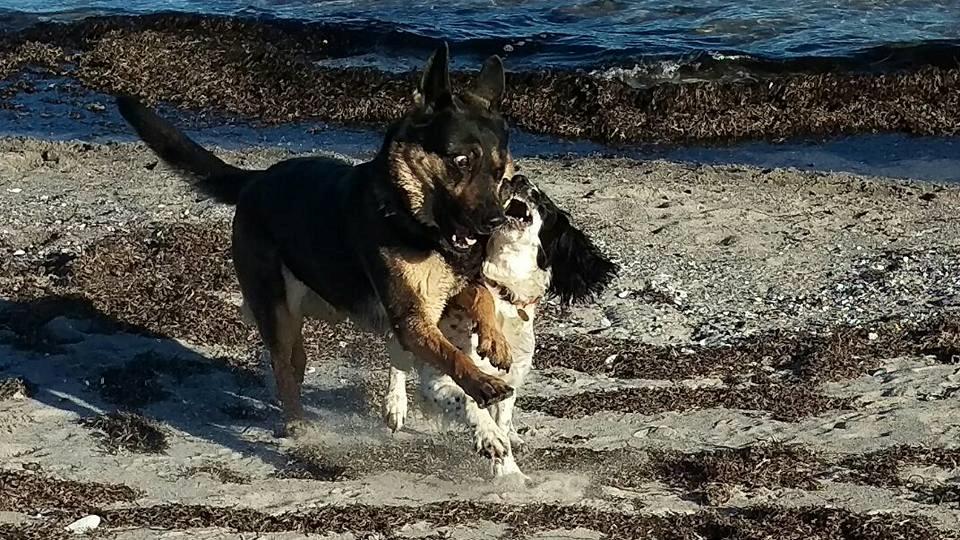 Schæferhund Juice 17/2-2011 - 7/9-2021 - d.11/3-17 På Ølby strand: får tæv af lillesøster.. ;)  billede 8