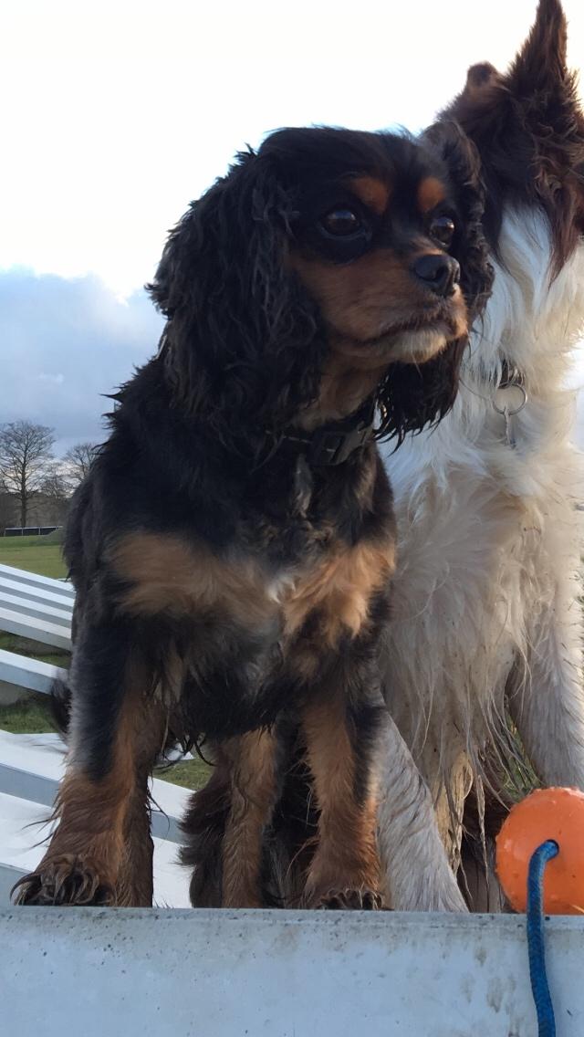Cavalier king charles spaniel Lulu billede 24