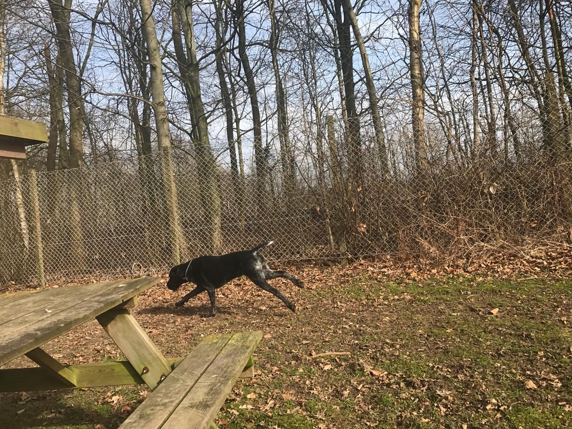 Ruhåret hønsehund Hjortlunds Eiko billede 46