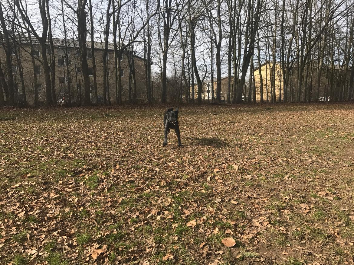 Ruhåret hønsehund Hjortlunds Eiko billede 47