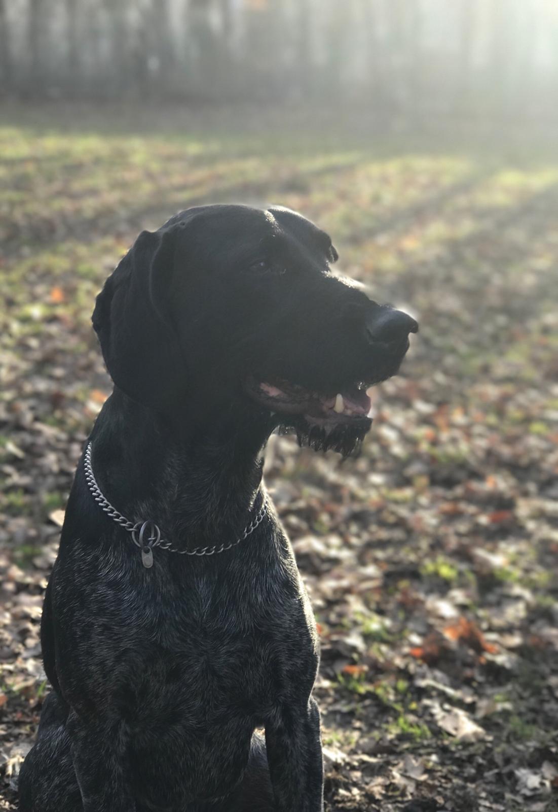 Ruhåret hønsehund Hjortlunds Eiko billede 48