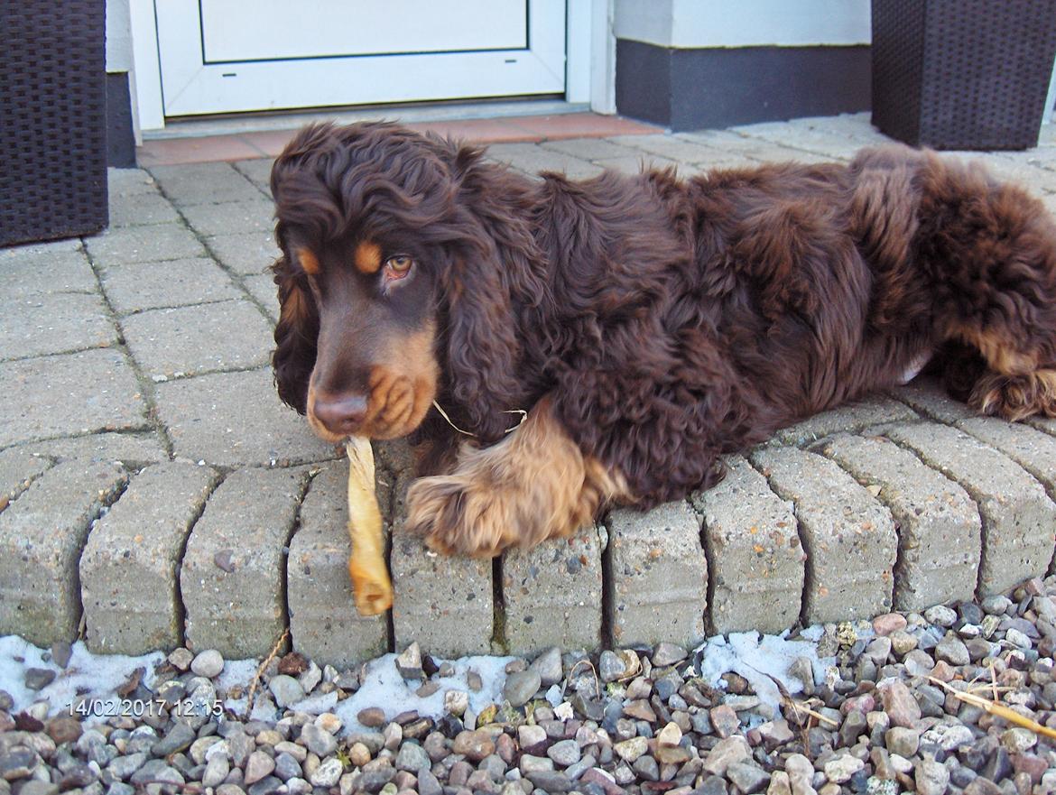 Cocker spaniel Bailey billede 15