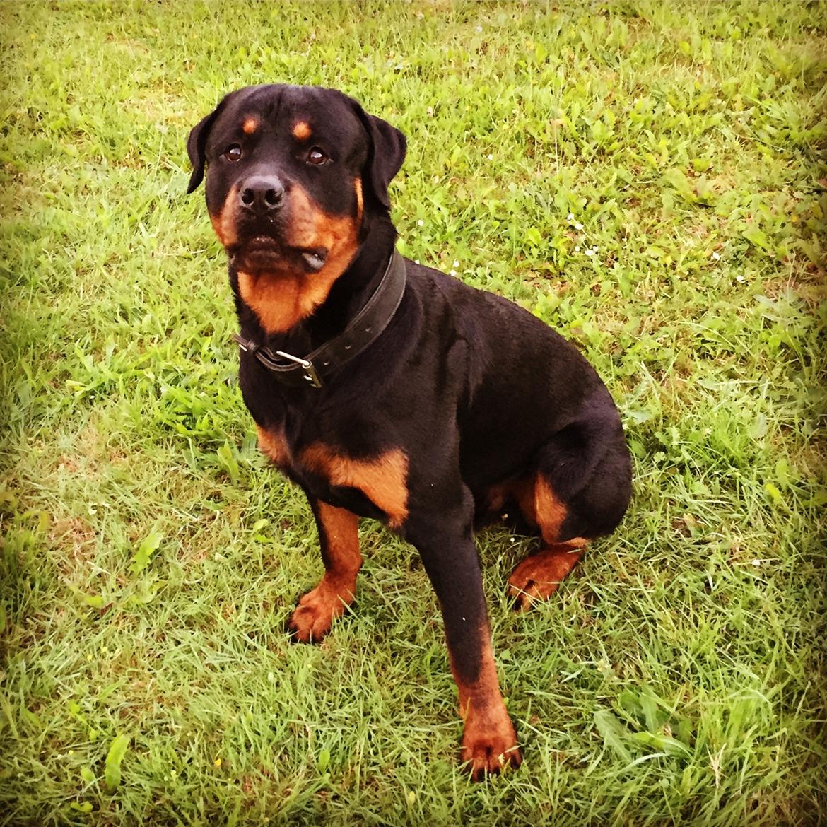 Rottweiler Ejler billede 8