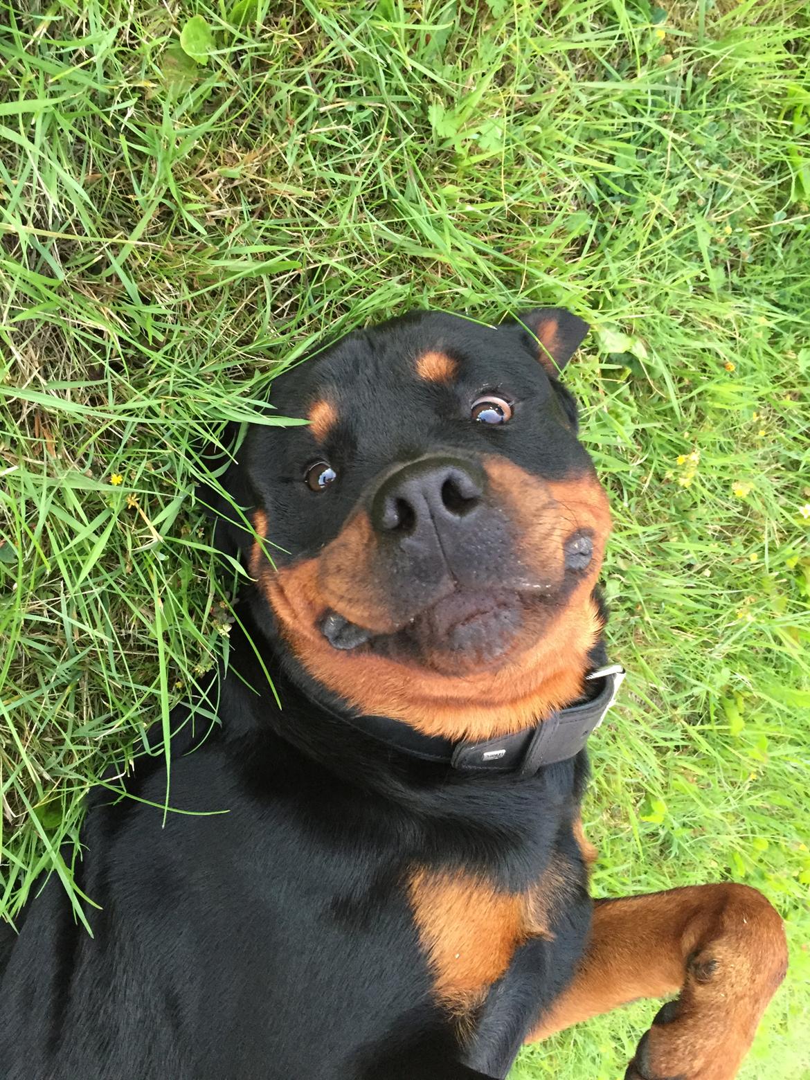 Rottweiler Ejler - Ib fra løvernes konge?😄 billede 9