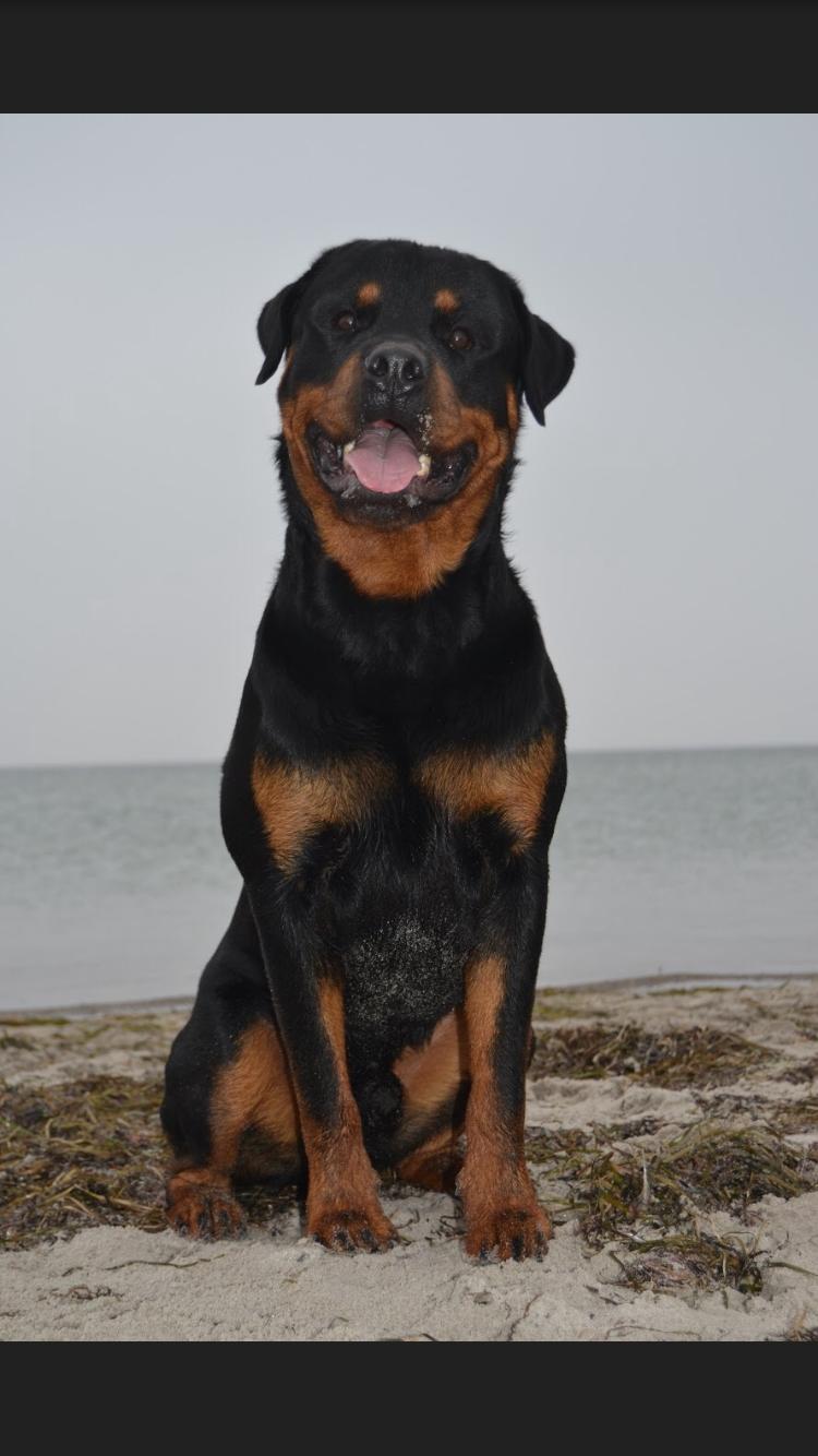 Rottweiler Ejler billede 11