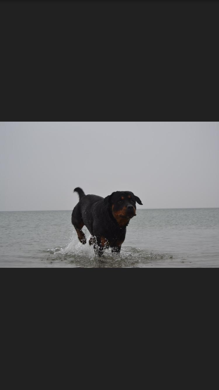 Rottweiler Ejler billede 12