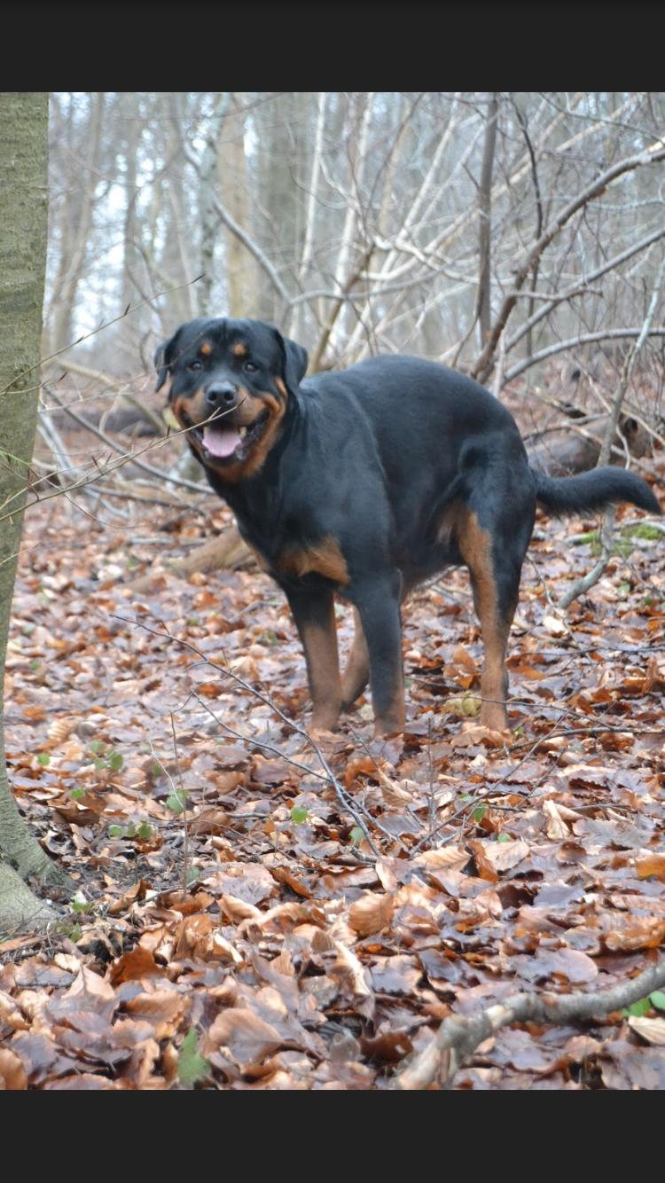 Rottweiler Ejler - Når man skal, så skal man... 😄🙈 billede 13