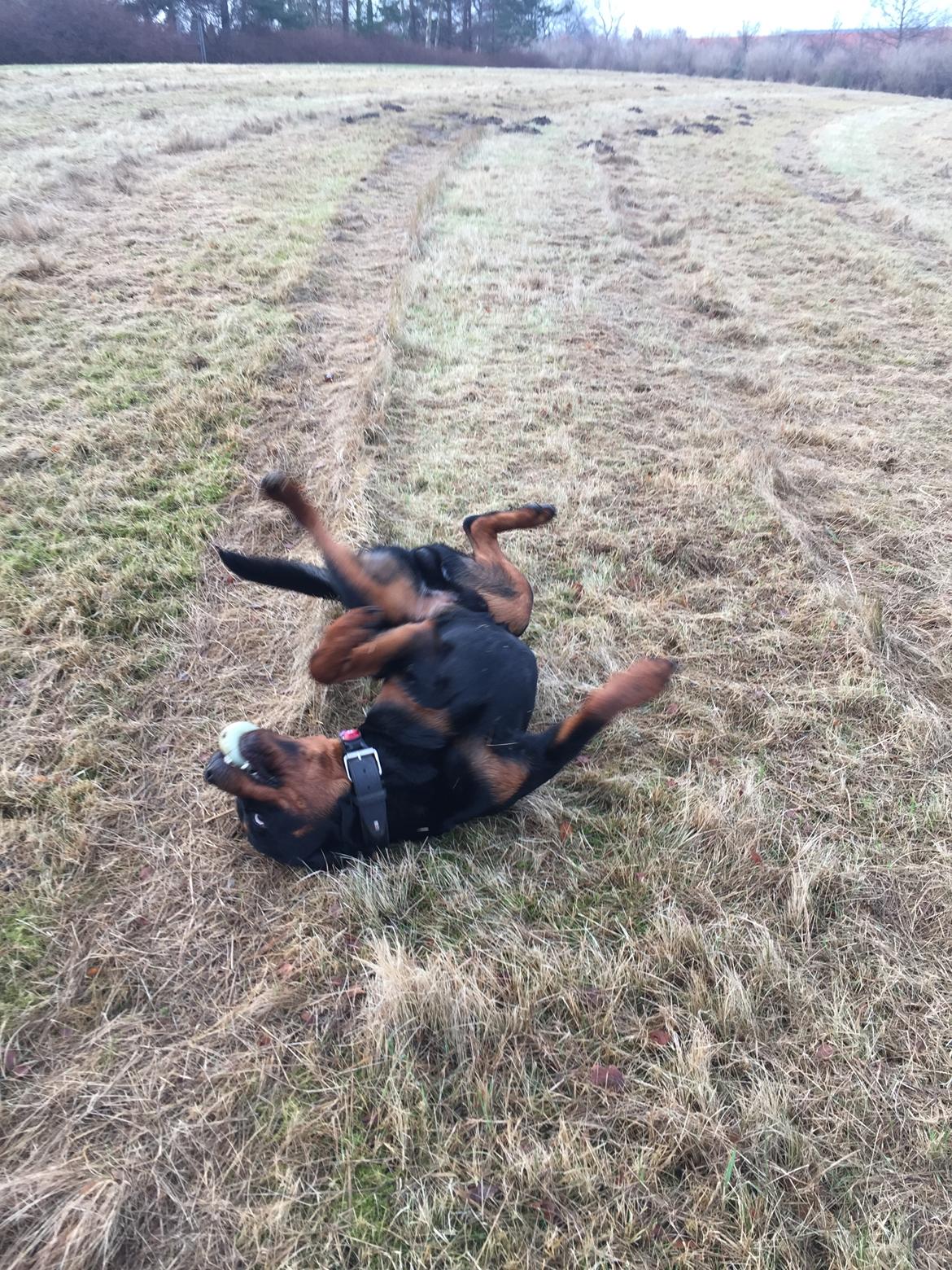 Rottweiler Ejler - Ih den boldt er så sjov.. billede 14