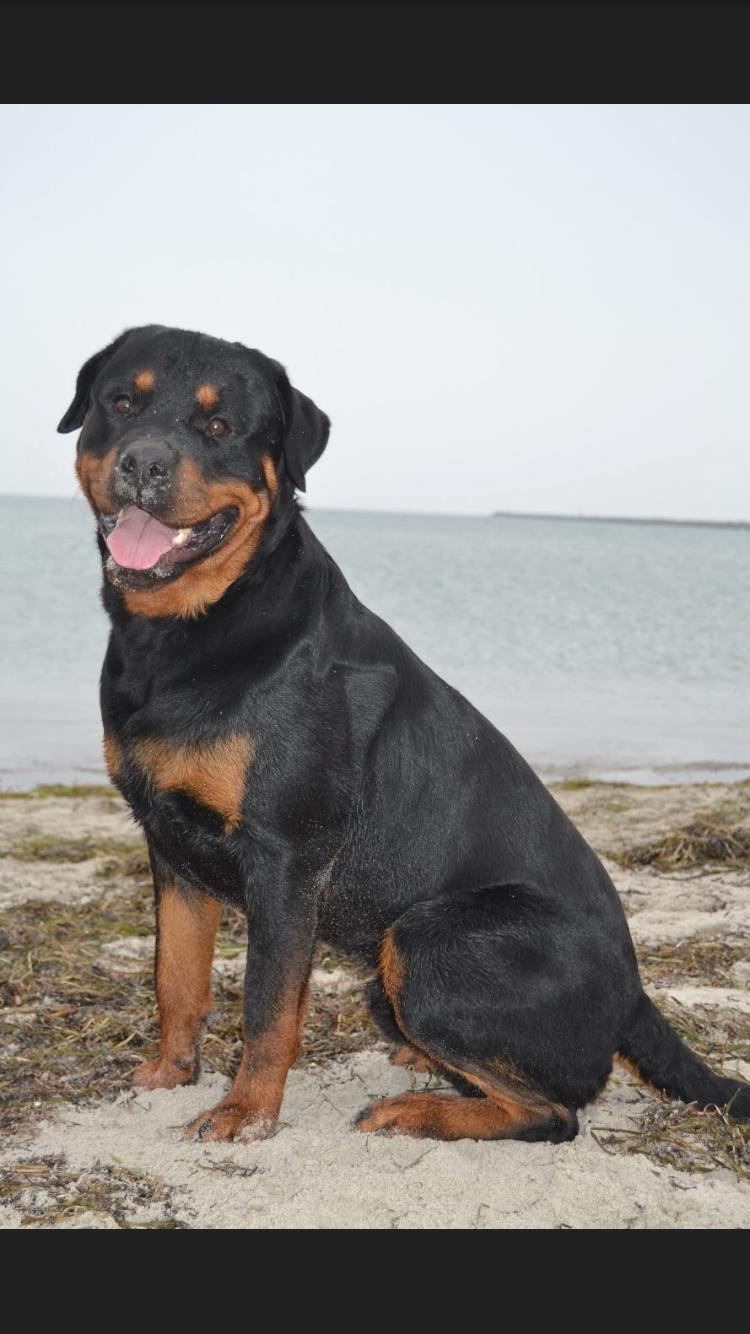 Rottweiler Ejler billede 10
