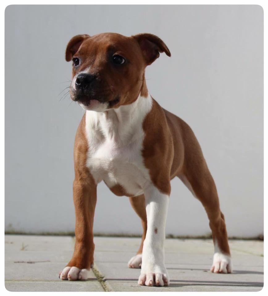 Staffordshire bull terrier * DALTON Jr. * billede 8