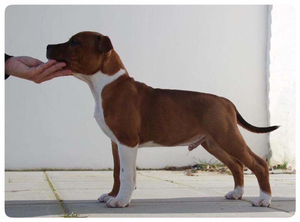 Staffordshire bull terrier * DALTON Jr. * billede 9