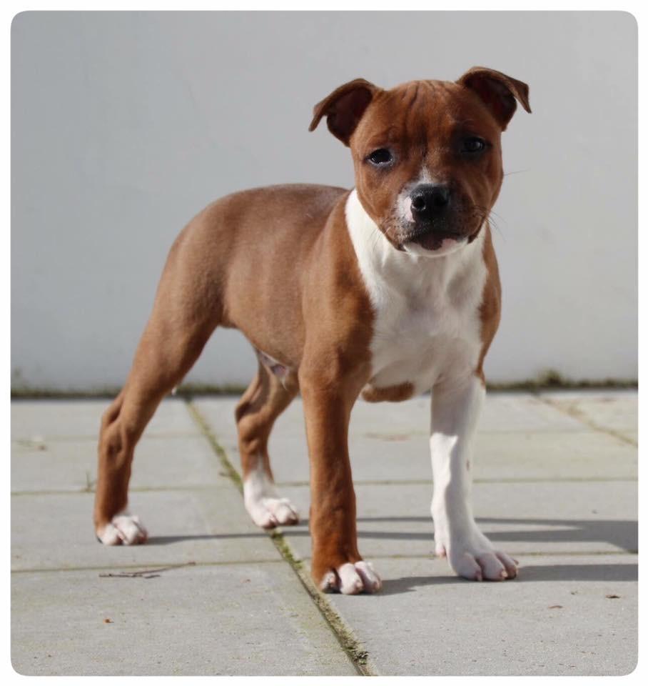 Staffordshire bull terrier * DALTON Jr. * billede 10