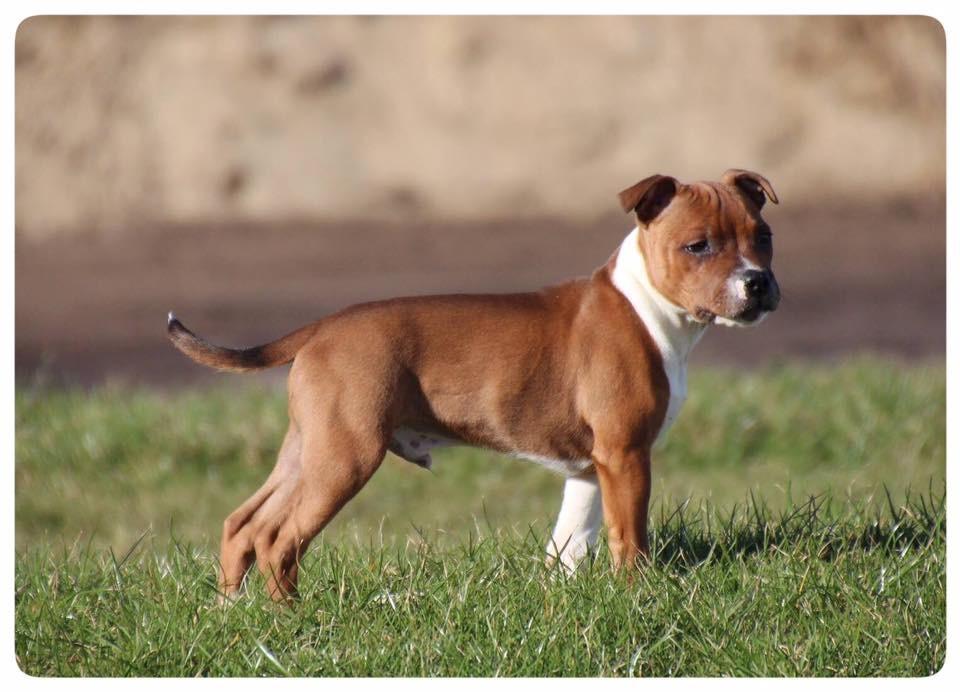 Staffordshire bull terrier * DALTON Jr. * billede 11