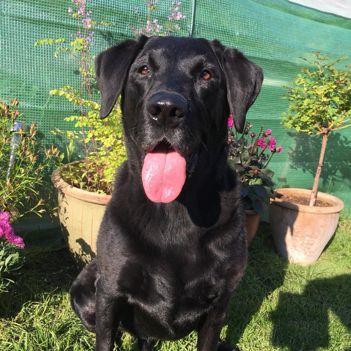 Labrador retriever Samson R.I.P billede 7