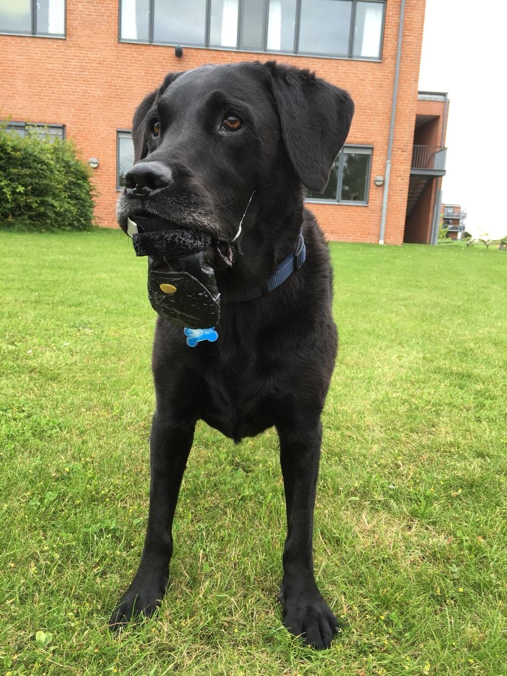 Labrador retriever Samson R.I.P billede 8