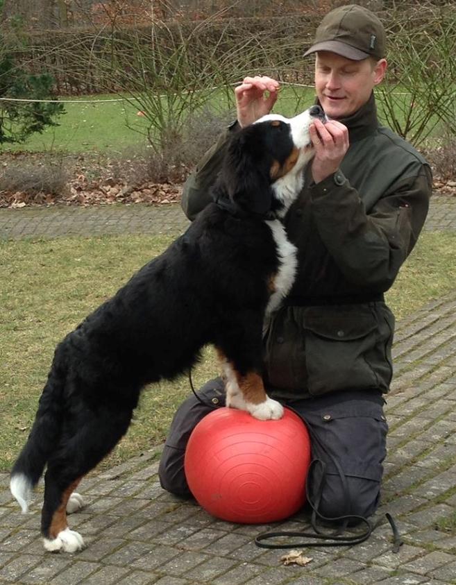 Berner sennenhund Lady Xiera's Teddy Bear (Leopold)  - Far og Polle træner miljø :-) billede 27