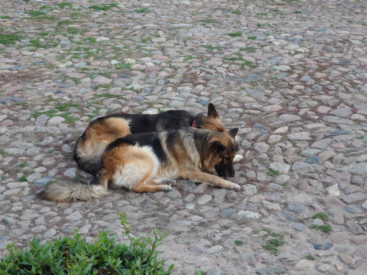 Schæferhund Buffy billede 18