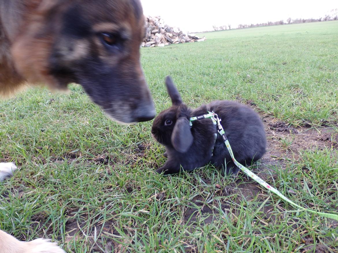 Schæferhund Buffy billede 19