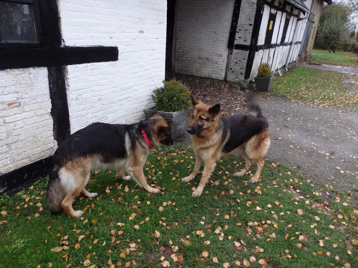 Schæferhund Buffy billede 20