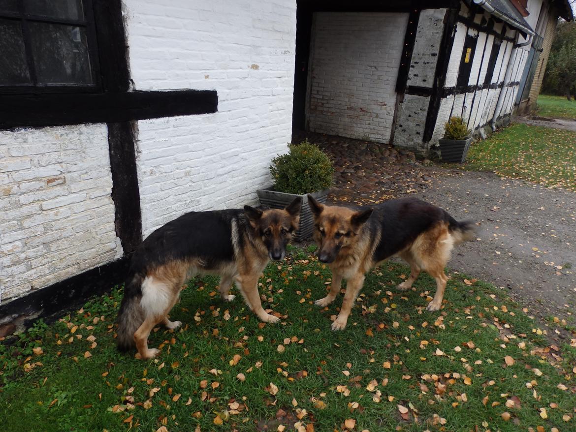 Schæferhund Buffy billede 21