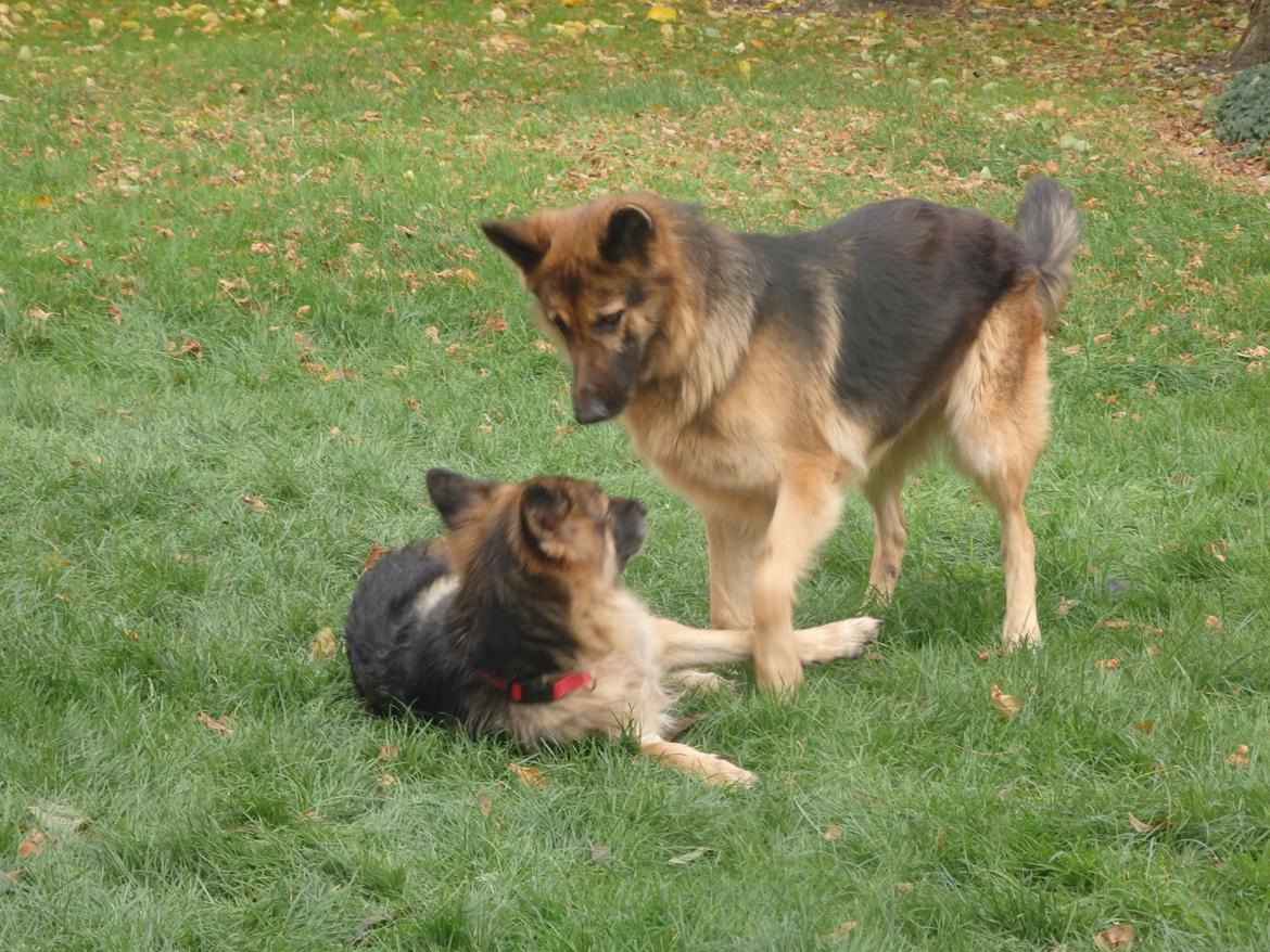 Schæferhund Buffy billede 22