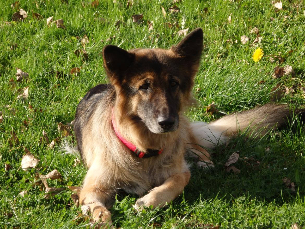 Schæferhund Buffy billede 23