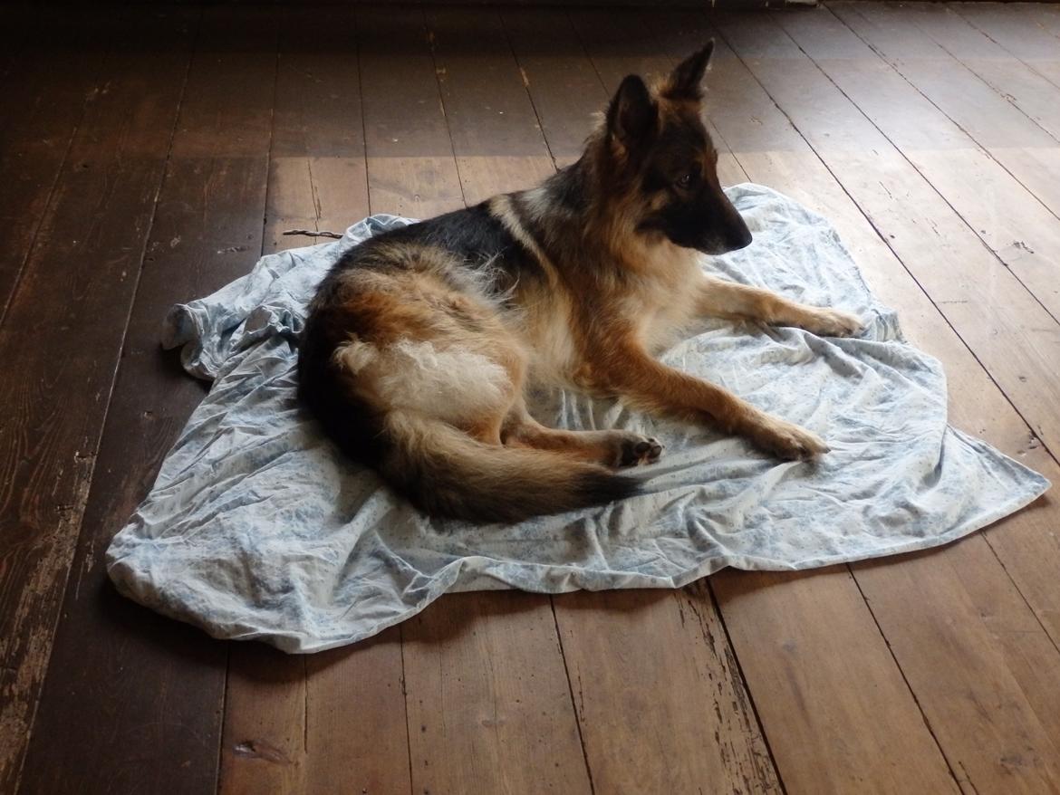 Schæferhund Buffy billede 24