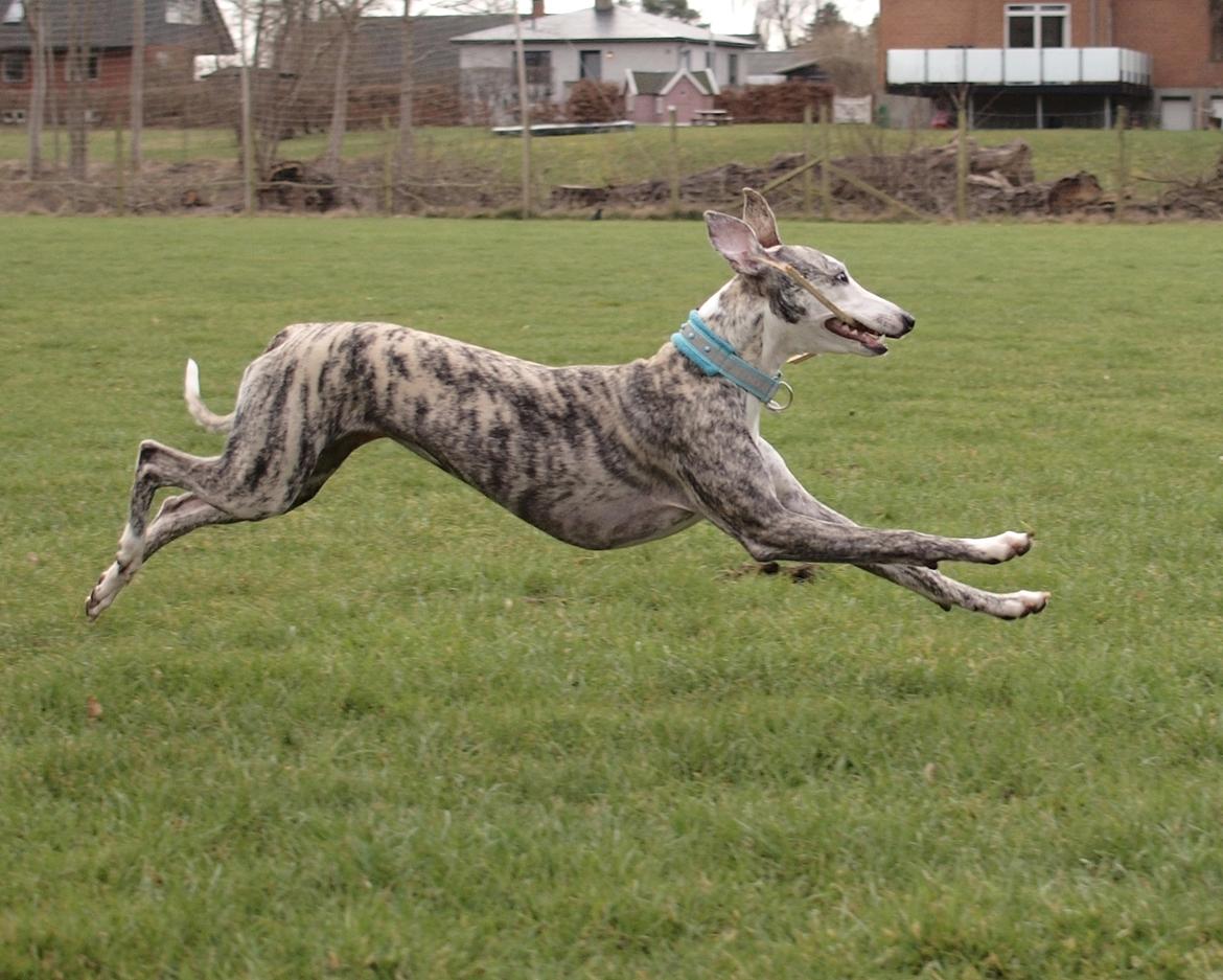 Whippet Bianchi - marts 2017, knap 8 måneder gammel billede 6